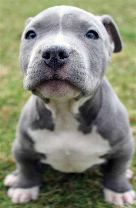 pitbull dog puppy